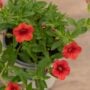 Calibrachoa – Cabaret Orange Improved – 4.5″ Pot